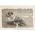 WWII US Marine Corps Mascot Mr Jiggs Photo​