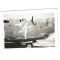 WWII Salvo Sally B-24 Nose Art Photo